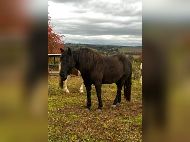 German Riding Pony Mix Mare 9 years 15,1 hh Bay-Dark in Bad Grund