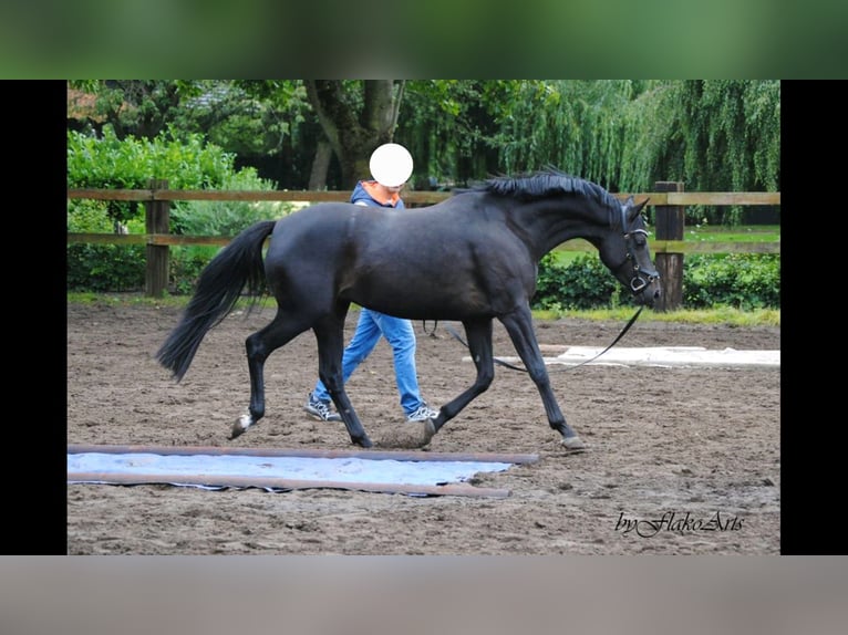 German Riding Pony Mare 9 years 15,2 hh Black in Telgte