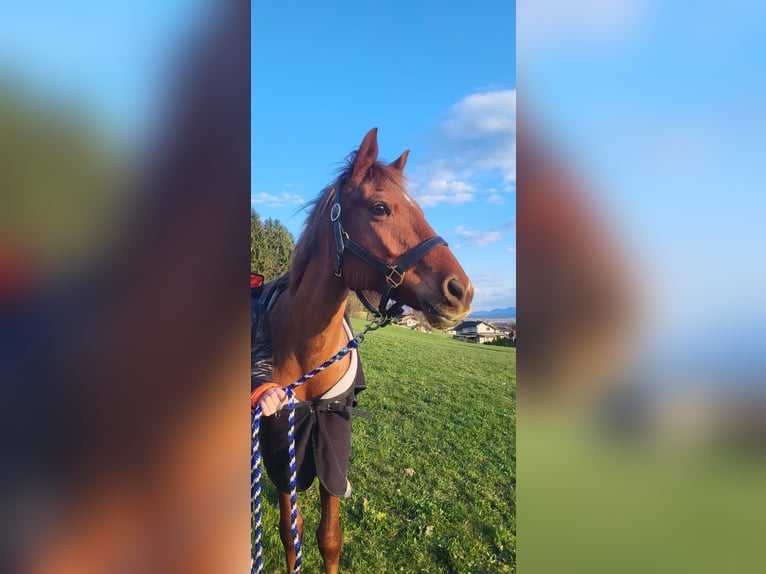 German Riding Pony Mare 9 years Chestnut-Red in Weilbuch