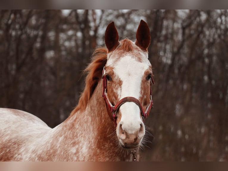 German Riding Pony Mix Mare 9 years Roan-Red in Dickel