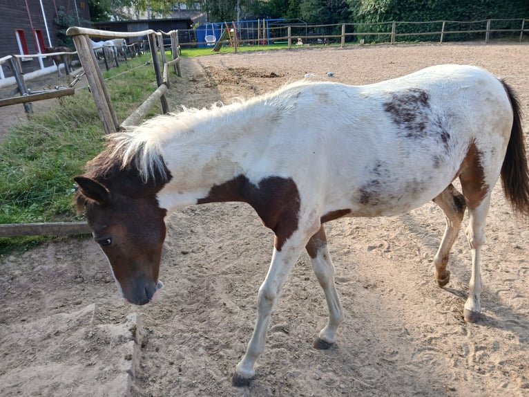 German Riding Pony Mare Foal (01/2024) 10,2 hh Pinto in Bad Wildungen