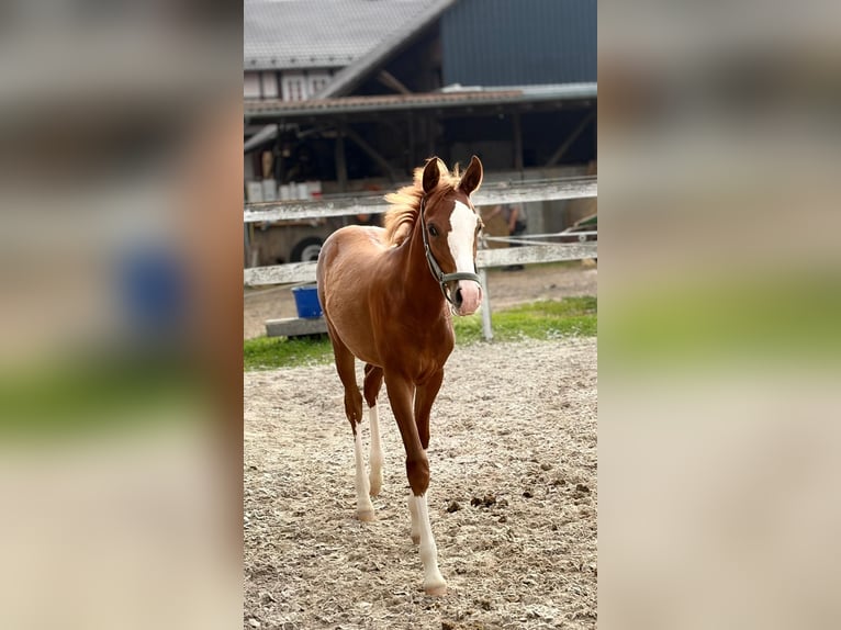 German Riding Pony Mare Foal (02/2026) 12.1 hh Chestnut-Red in Alheim