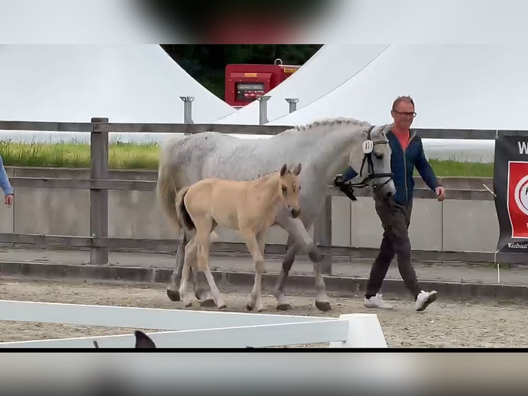 German Riding Pony Mare Foal (04/2026) 14.1 hh Brown Falb mold in Bramsche