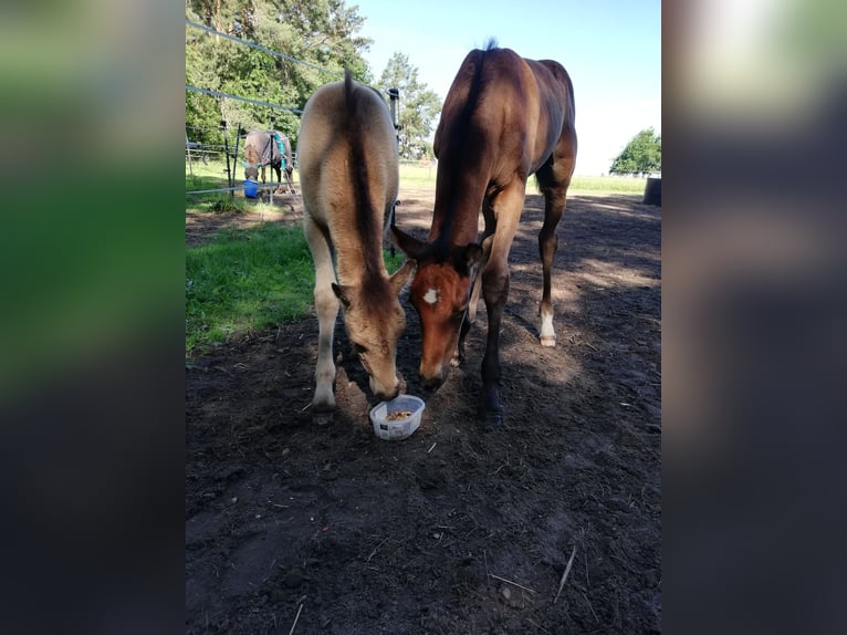 German Riding Pony Mare Foal (04/2024) 14,1 hh Buckskin in Beelitz