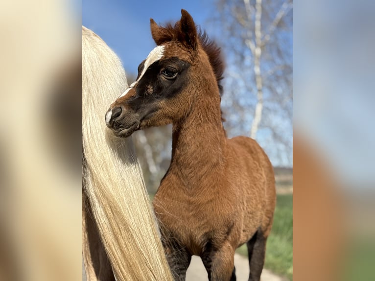 German Riding Pony Mare Foal (02/2026) 14.1 hh Chestnut in Emmerthal