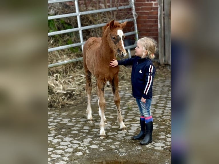German Riding Pony Mare Foal (02/2026) 14.1 hh Chestnut in Emmerthal
