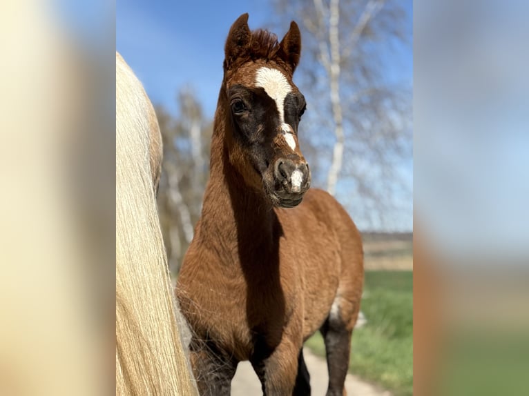 German Riding Pony Mare Foal (02/2026) 14.1 hh Chestnut in Emmerthal