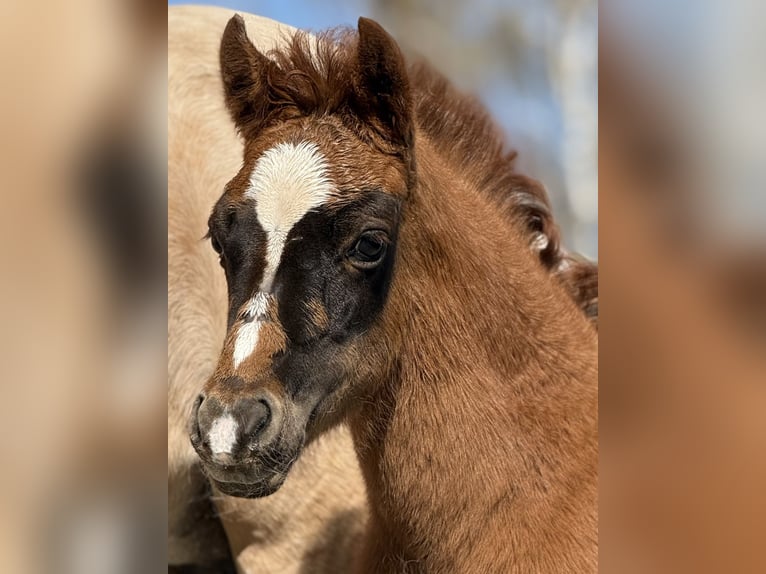 German Riding Pony Mare Foal (02/2026) 14.1 hh Chestnut in Emmerthal