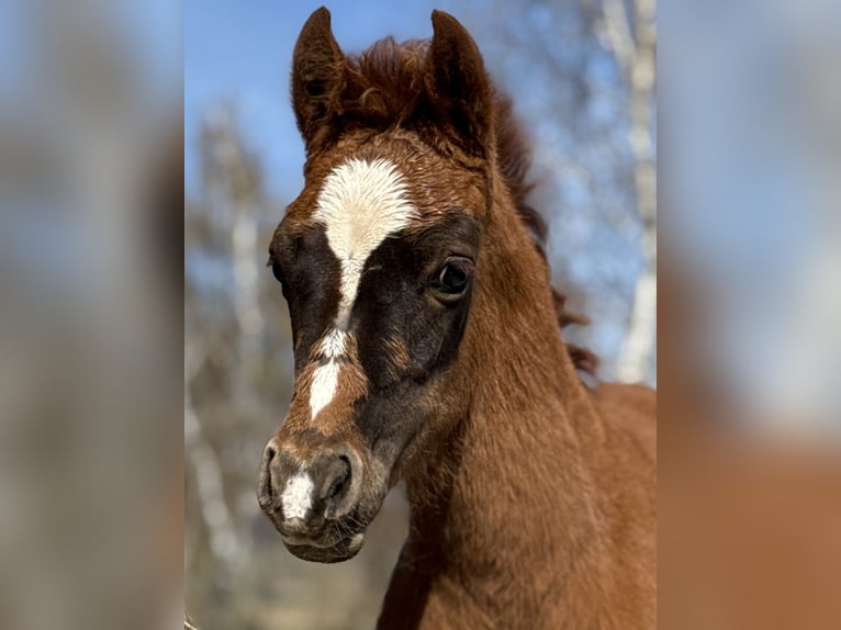 German Riding Pony Mare Foal (02/2026) 14.1 hh Chestnut in Emmerthal