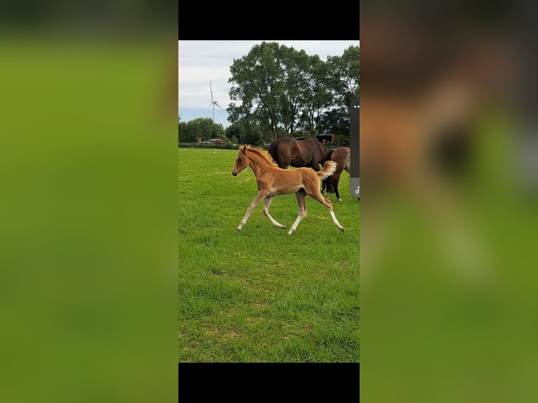 German Riding Pony Mare Foal (04/2024) 14,1 hh Chestnut-Red in Geestland