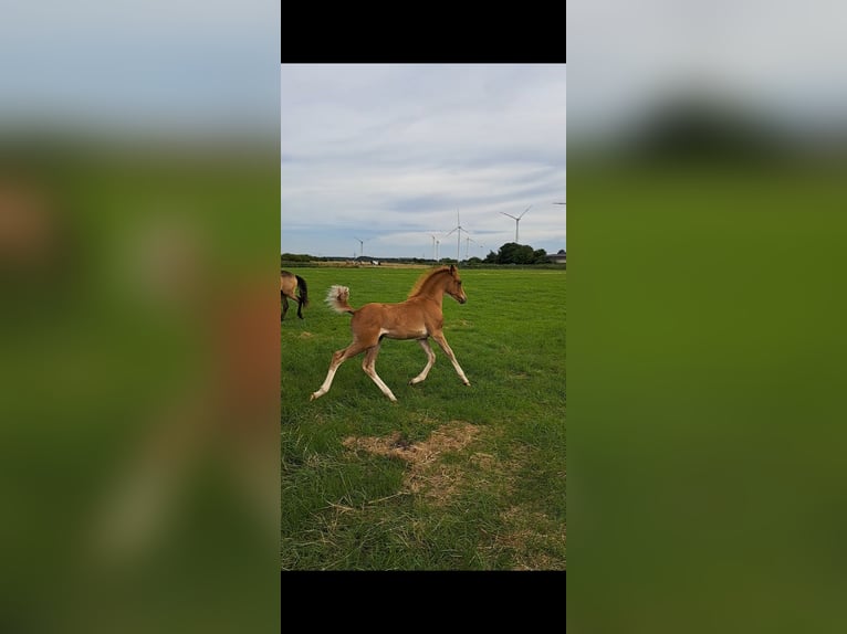 German Riding Pony Mare Foal (04/2024) 14,1 hh Chestnut-Red in Geestland