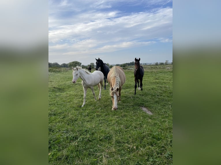 German Riding Pony Mare  14,2 hh Cremello in Hamburg