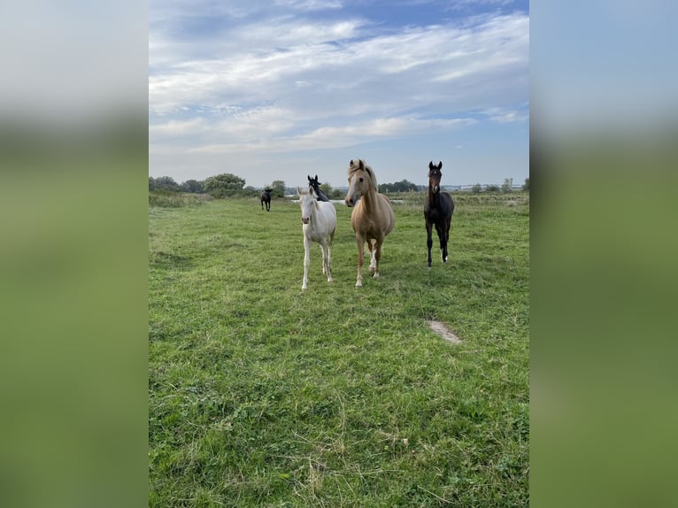 German Riding Pony Mare  14,2 hh Cremello in Hamburg