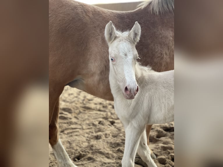 German Riding Pony Mare  14,2 hh Cremello in Hamburg