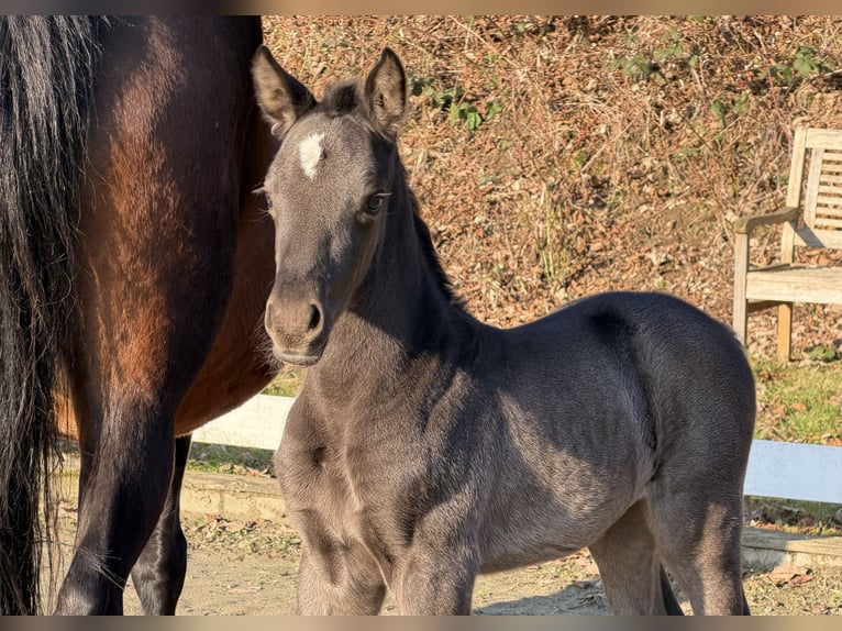German Riding Pony Mare Foal (02/2026) 14.2 hh  in Hanerau-Hademarschen