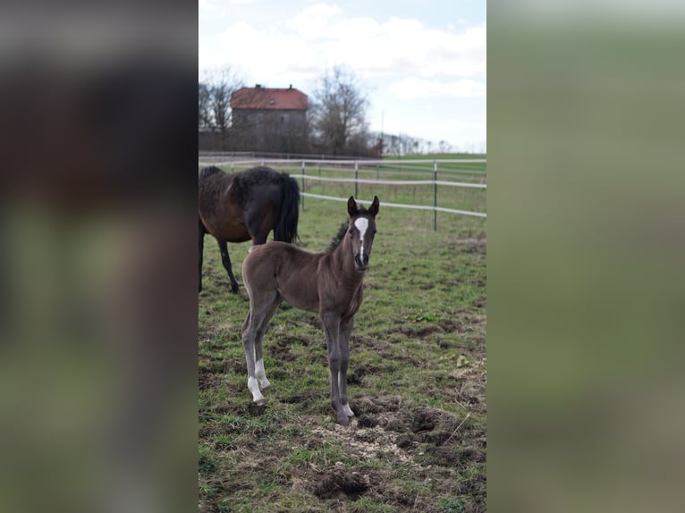German Riding Pony Mare Foal (03/2024) 14,2 hh in Dresden
