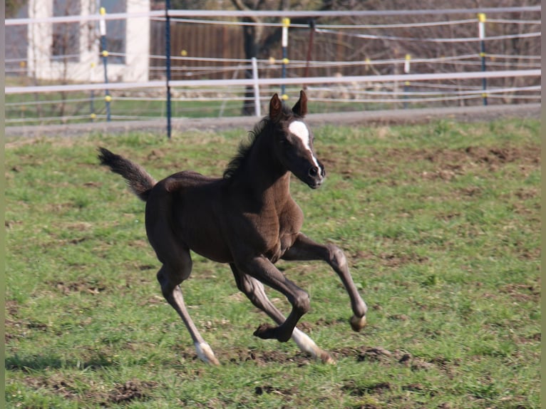 German Riding Pony Mare Foal (03/2024) 14,2 hh in Dresden