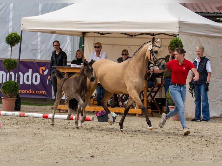German Riding Pony Mare Foal (05/2026) 14.2 hh  in Raesfeld