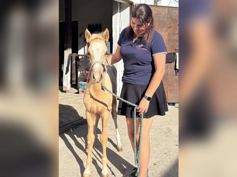 German Riding Pony Mare Foal (05/2026) 14.2 hh Palomino in Weiterstadt