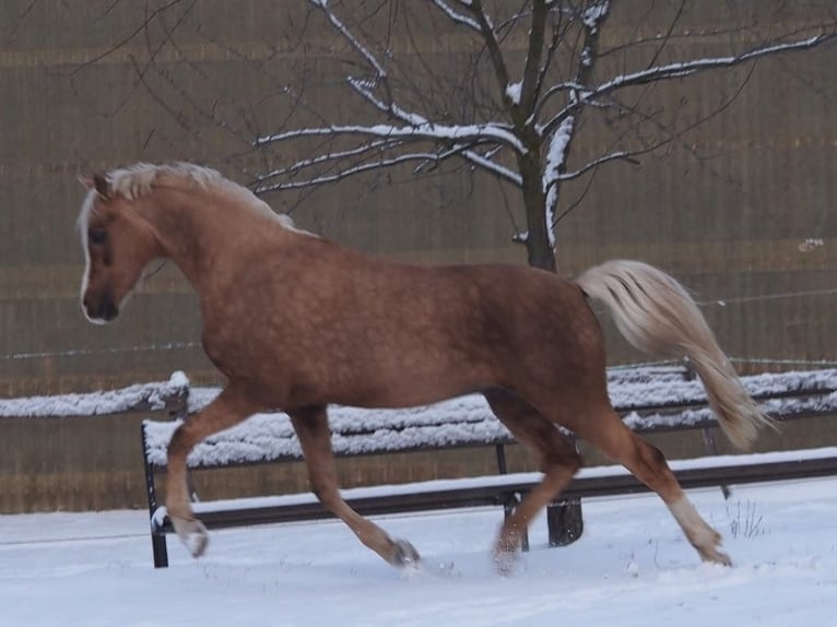 German Riding Pony Mare Foal (05/2026) 14.2 hh Palomino in Weiterstadt