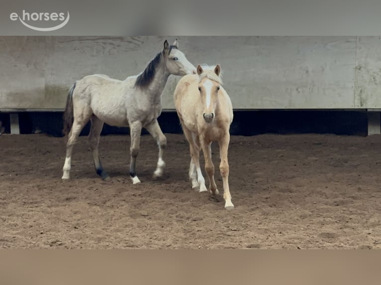 German Riding Pony Mix Mare Foal (03/2026) 14.2 hh Palomino in Buchen (Odenwald)