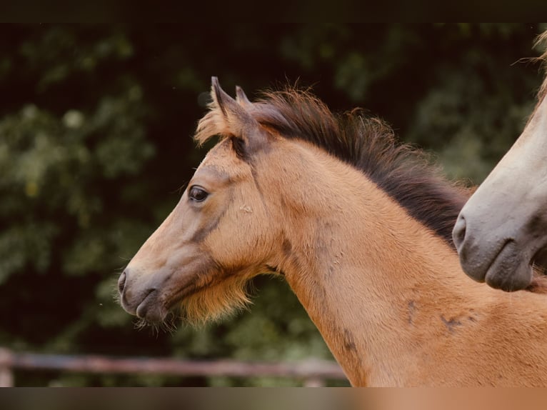 German Riding Pony Mare Foal (05/2025) 14 hh Brown in Kassel