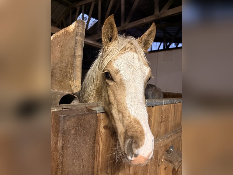 German Riding Pony Mare Foal (03/2025) 14 hh Palomino in Westerstede