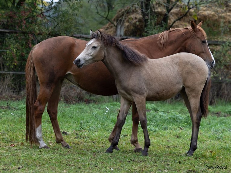 German Riding Pony Mare Foal (03/2025) 14,1 hh Buckskin in Ostbevern