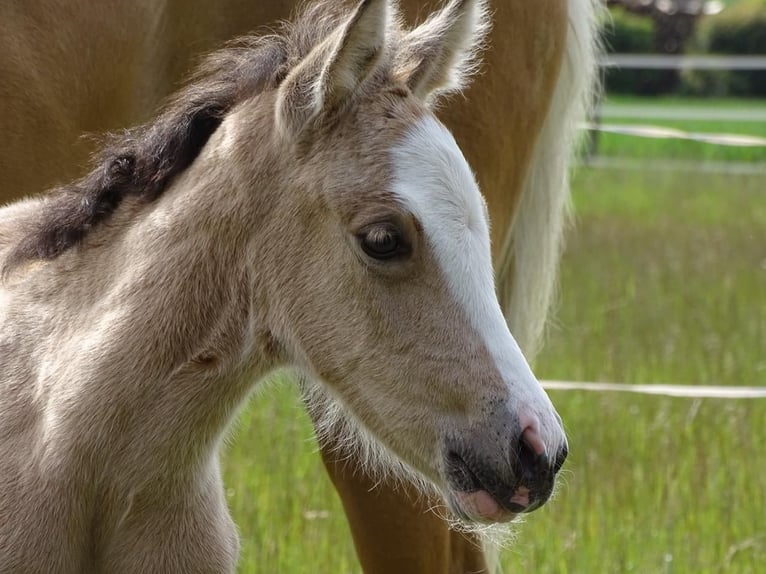 German Riding Pony Mare  14,1 hh Buckskin in Beverungen