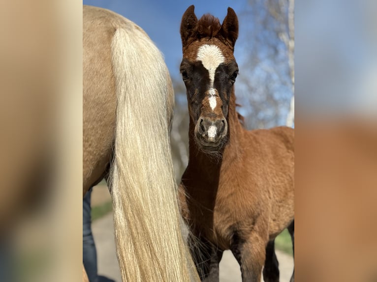 German Riding Pony Mare Foal (02/2026) 14,1 hh Chestnut in Emmerthal