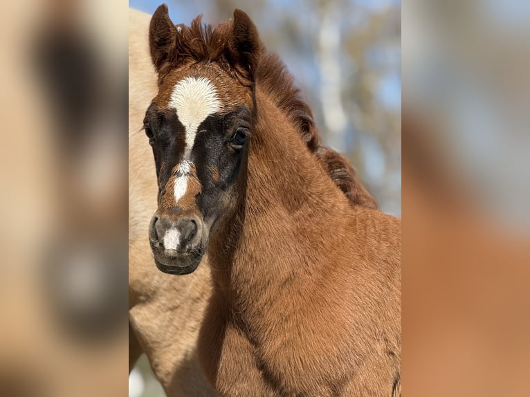German Riding Pony Mare Foal (02/2026) 14,1 hh Chestnut in Emmerthal