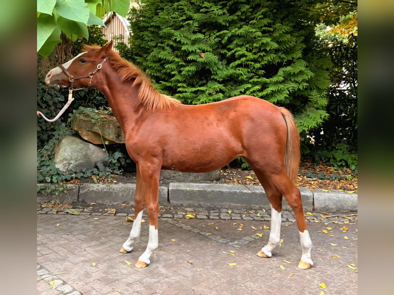 German Riding Pony Mare Foal (03/2025) 14,1 hh Chestnut-Red in Rheine