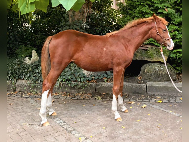 German Riding Pony Mare Foal (03/2025) 14,1 hh Chestnut-Red in Rheine