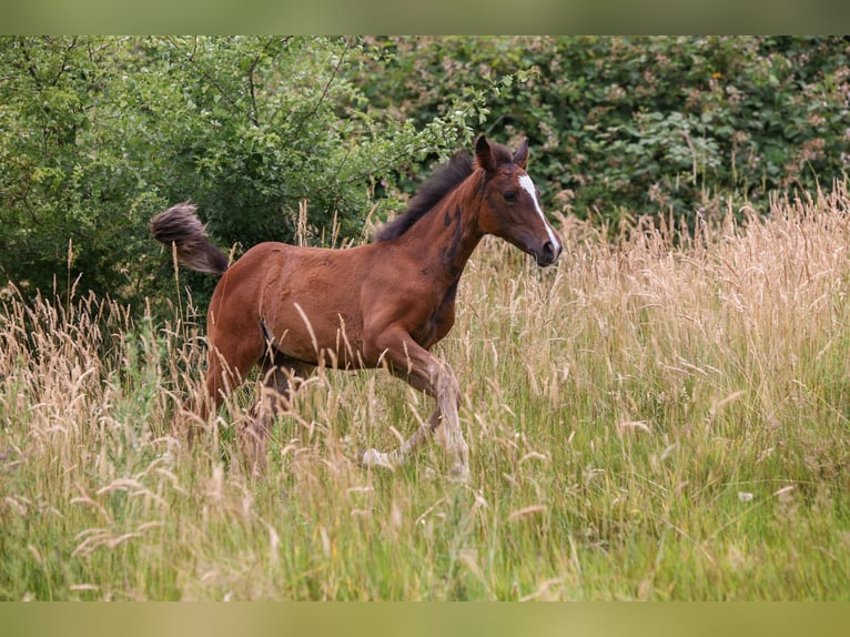 German Riding Pony Mare  14,2 hh Brown in Solingen
