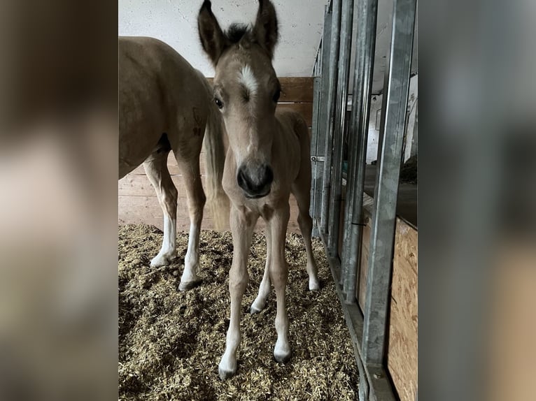German Riding Pony Mare Foal (05/2025) 14,2 hh Buckskin in Bad Zwesten