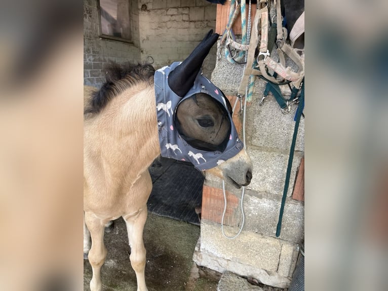 German Riding Pony Mare Foal (05/2025) 14,2 hh Buckskin in Bad Zwesten