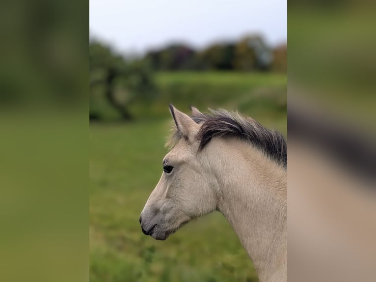 German Riding Pony Mare Foal (05/2025) 14,2 hh Buckskin in Bad Zwesten