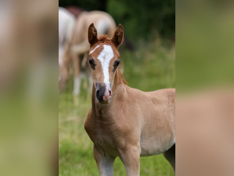 German Riding Pony Mare  14,2 hh Chestnut-Red in Solingen