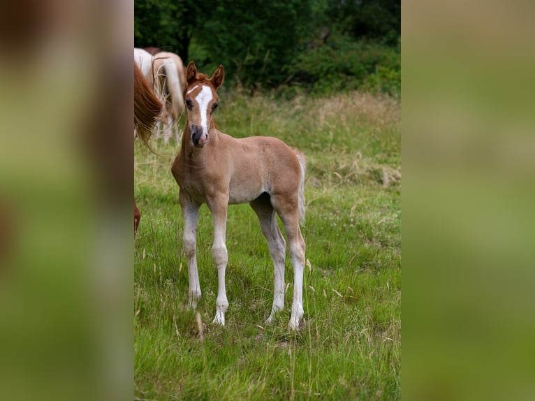 German Riding Pony Mare  14,2 hh Chestnut-Red in Solingen
