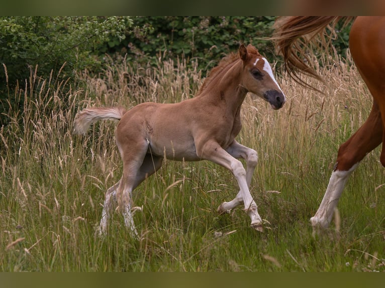 German Riding Pony Mare  14,2 hh Chestnut-Red in Solingen