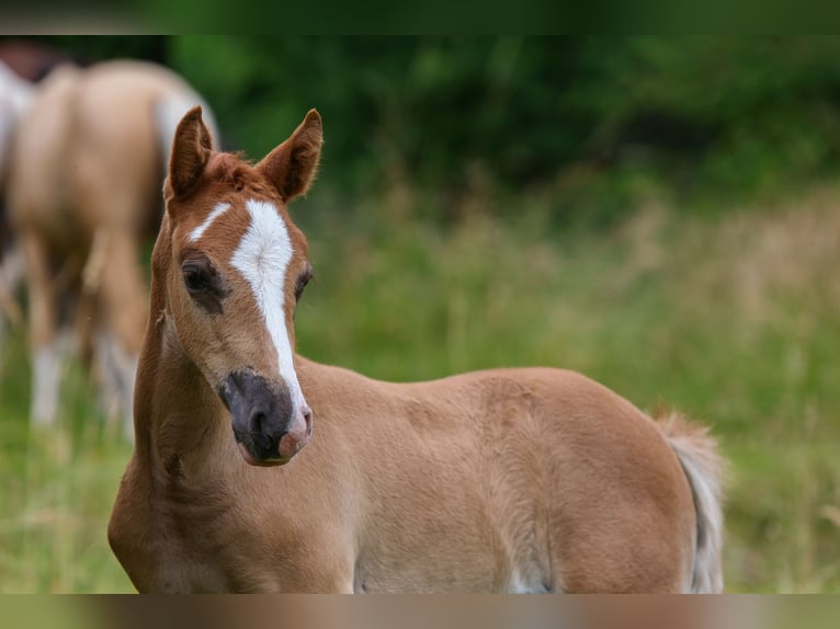 German Riding Pony Mare  14,2 hh Chestnut-Red in Solingen