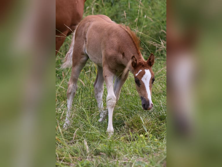 German Riding Pony Mare  14,2 hh Chestnut-Red in Solingen