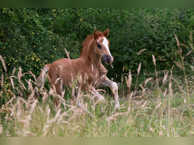 German Riding Pony Mare  14,2 hh Chestnut-Red in Solingen