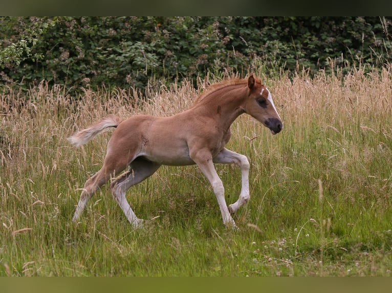 German Riding Pony Mare  14,2 hh Chestnut-Red in Solingen