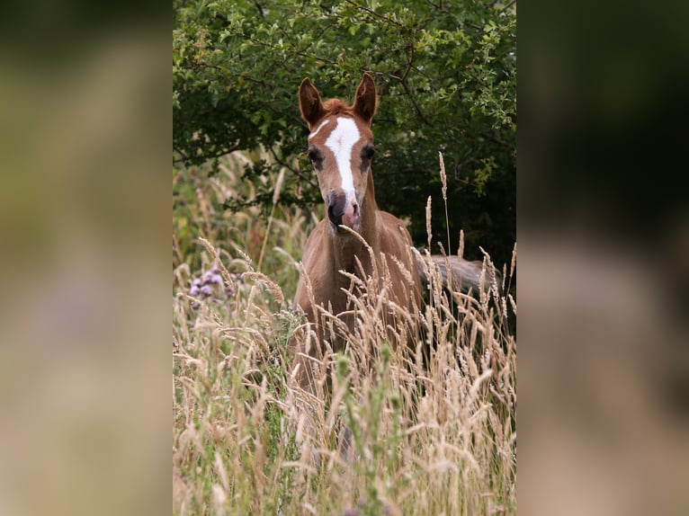 German Riding Pony Mare  14,2 hh Chestnut-Red in Solingen