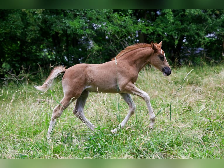 German Riding Pony Mare  14,2 hh Chestnut-Red in Solingen