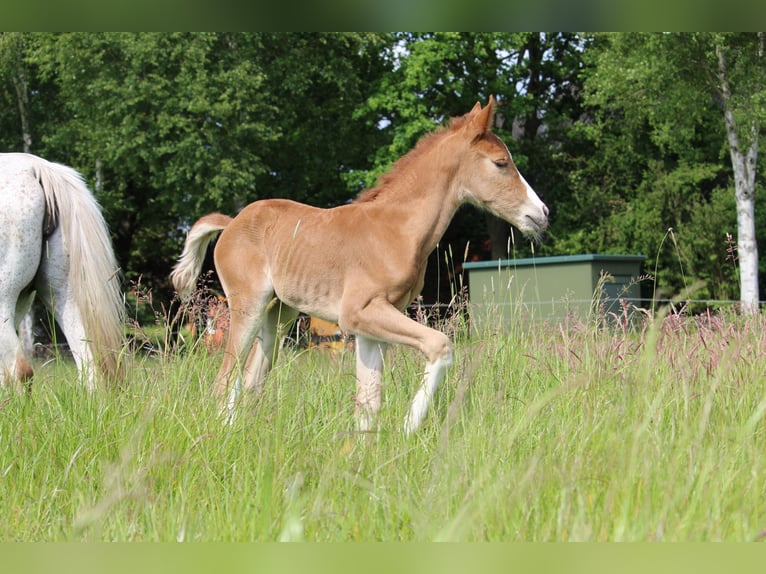 German Riding Pony Mare  14,2 hh Chestnut-Red in Langwedel