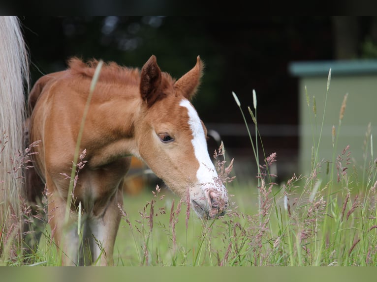 German Riding Pony Mare  14,2 hh Chestnut-Red in Langwedel