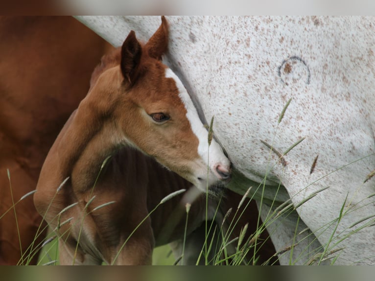 German Riding Pony Mare  14,2 hh Chestnut-Red in Langwedel