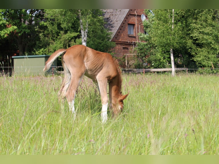 German Riding Pony Mare  14,2 hh Chestnut-Red in Langwedel